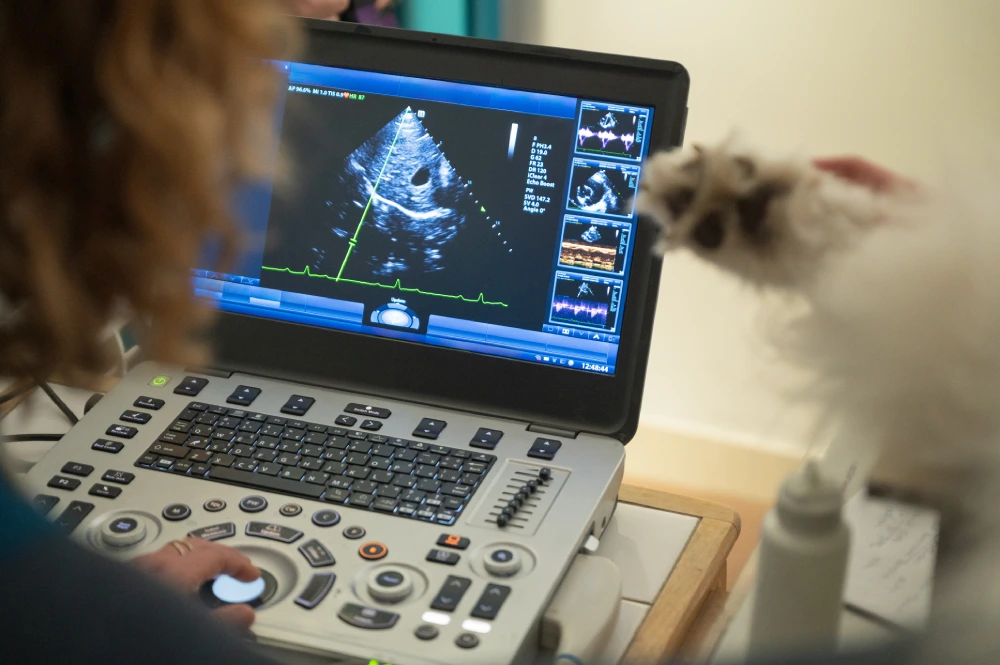Cardiac PET Stress